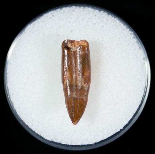 Cretaceous Crocodile Tooth - Morocco #6979